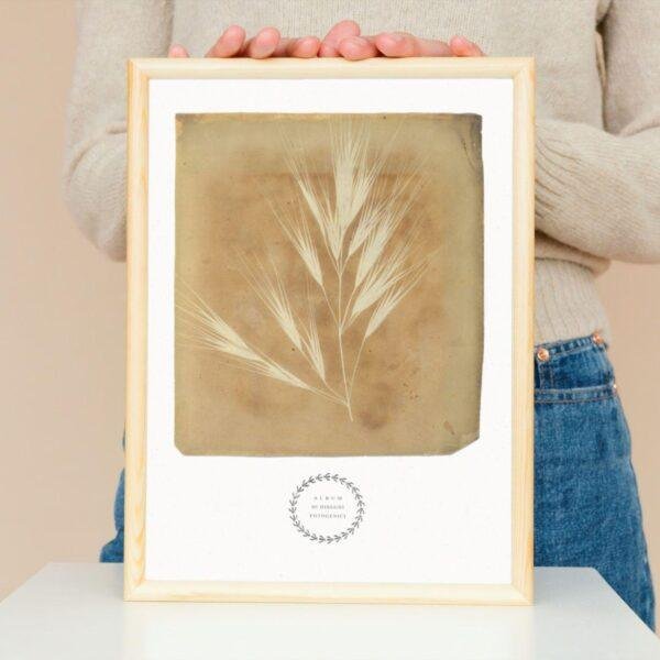 William Henry Fox Talbot - Bromus Maximus, Vintage Photos, Smooth Matte Art Print