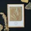 William Henry Fox Talbot - Bromus Maximus, Vintage Photos, Smooth Matte Art Print