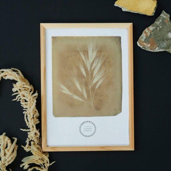 William Henry Fox Talbot - Bromus Maximus, Vintage Photos, Smooth Matte Art Print