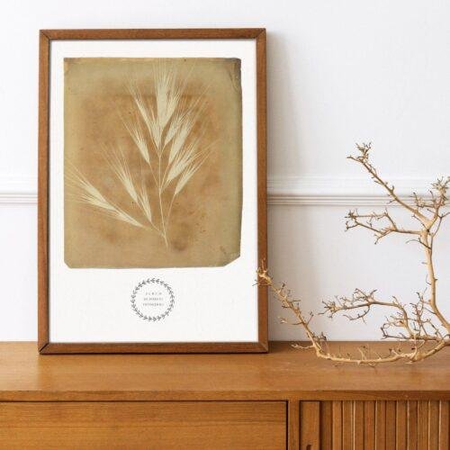 William Henry Fox Talbot - Bromus Maximus, Vintage Photos, Smooth Matte Art Print