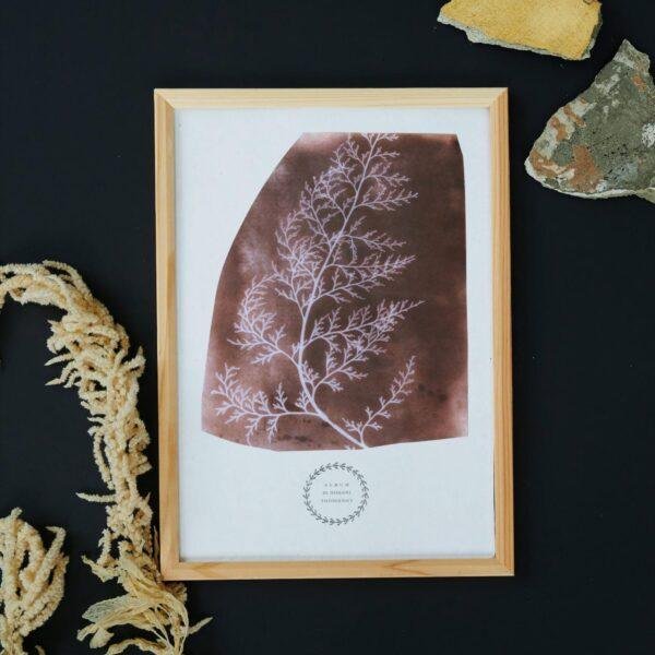 William Henry Fox Talbot - Wrack, Vintage Photos, Smooth Matte Art Print