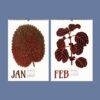 Nature Calendar – Edward Lowe, British Botanist, Herbarium Art, Semi-Gloss Paper