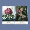The Temple of Flora Botanical Calendar – English Artist, Robert John Thornton, Semi-Glossy Paper