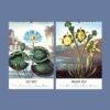 The Temple of Flora Botanical Calendar – English Artist, Robert John Thornton, Semi-Glossy Paper