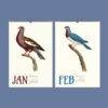 Vintage Pigeon Calendar – Women Artists, Bird Lover Gift, Semi-Glossy Paper