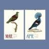Vintage Pigeon Calendar – Women Artists, Bird Lover Gift, Semi-Glossy Paper