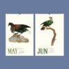 Vintage Pigeon Calendar – Women Artists, Bird Lover Gift, Semi-Glossy Paper
