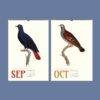 Vintage Pigeon Calendar – Women Artists, Bird Lover Gift, Semi-Glossy Paper
