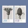 Karl Blossfeldt Wall Calendar – Art Forms in Nature, Botanical Print, Semi-Glossy Paper