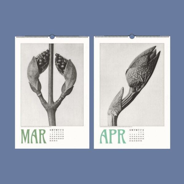 Karl Blossfeldt Wall Calendar – Art Forms in Nature, Botanical Print, Semi-Glossy Paper