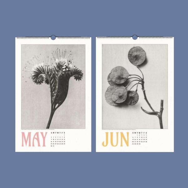 Karl Blossfeldt Wall Calendar – Art Forms in Nature, Botanical Print, Semi-Glossy Paper