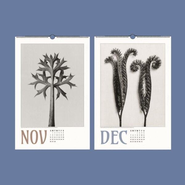 Karl Blossfeldt Wall Calendar – Art Forms in Nature, Botanical Print, Semi-Glossy Paper