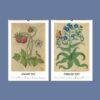 Renaissance Art Calendar – Claude de France, French Artist, Botanical Artwork, Semi-Glossy Paper