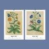 Renaissance Art Calendar – Claude de France, French Artist, Botanical Artwork, Semi-Glossy Paper