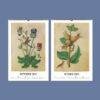 Renaissance Art Calendar – Claude de France, French Artist, Botanical Artwork, Semi-Glossy Paper