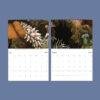 Marine Wildlife Wall Calendar