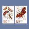Butterfly Art Wall Calendar