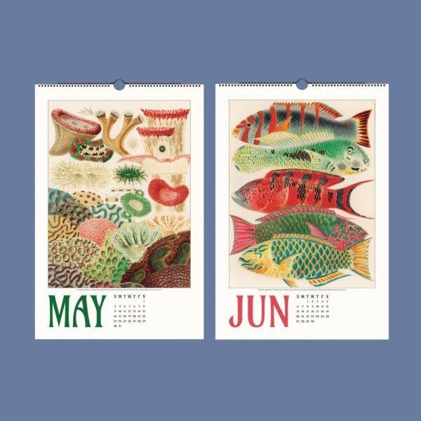 Great Barrier Reef Wall Calendar – Marine Biology, Ocean Explorer, Australian Gift, Semi-Glossy Paper