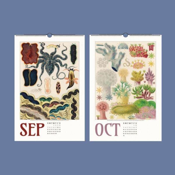 Great Barrier Reef Wall Calendar – Marine Biology, Ocean Explorer, Australian Gift, Semi-Glossy Paper