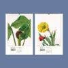 Wild Flowers Wall Calendar