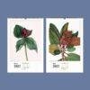 Wild Flowers Wall Calendar