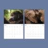 2027 wildlife calendar showing gorilla for March and elephant for April