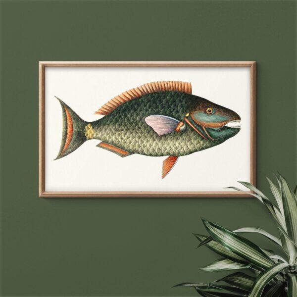 Vintage botanical fish illustration in wooden frame on green wall
