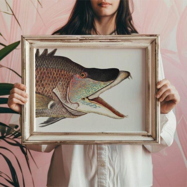 Woman holding framed vintage fish illustration art print