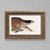Vintage botanical fish illustration in ornate gold frame