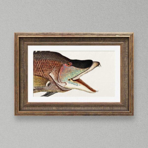Vintage botanical fish illustration in ornate gold frame