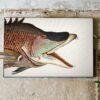 Vintage botanical fish illustration canvas wall art