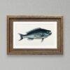 Vintage botanical fish illustration in ornate gold frame