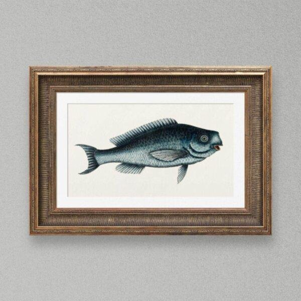Vintage botanical fish illustration in ornate gold frame