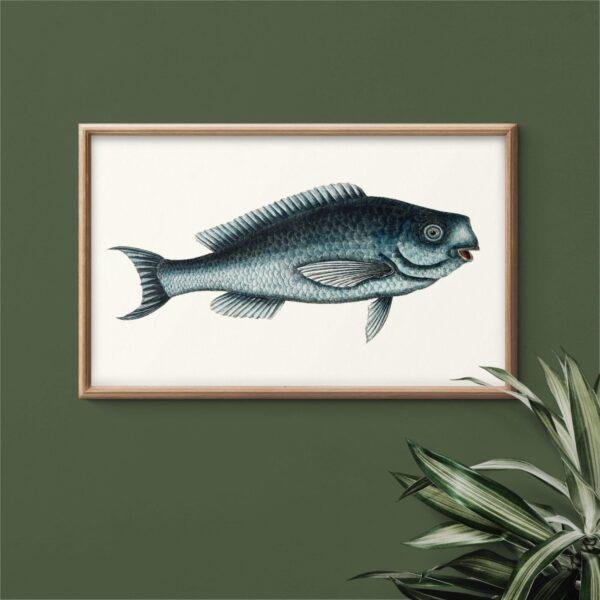 Vintage blue fish illustration in wooden frame on green wall