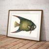 Vintage botanical fish illustration in gold frame