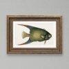 Vintage botanical fish illustration in ornate gold frame