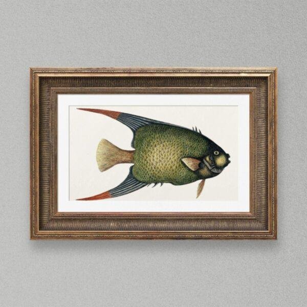 Vintage botanical fish illustration in ornate gold frame