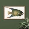 Vintage fish illustration in wooden frame on green wall