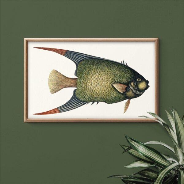 Vintage fish illustration in wooden frame on green wall