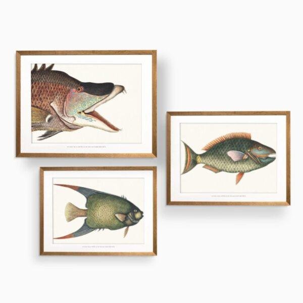 Three framed vintage fish illustration prints in gold frames