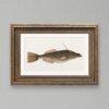 Vintage framed illustration of a tropical fish with blue markings