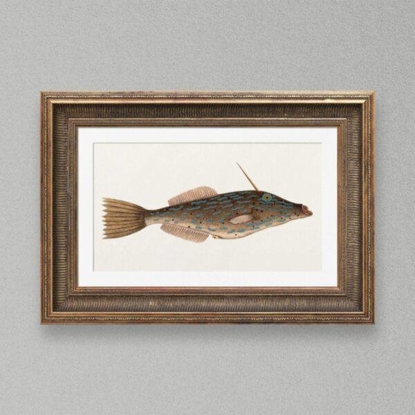 Vintage framed illustration of a tropical fish with blue markings