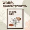 Marine Life Art