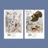 2027 wall calendar featuring vintage insect botanical illustrations