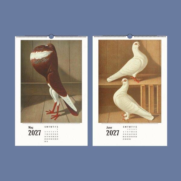 2027 wall calendar featuring vintage pigeon breed illustrations