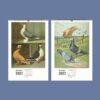 2027 wall calendar featuring vintage pigeon breed illustrations