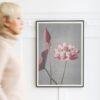 Framed pink lotus flower botanical art print on white wall