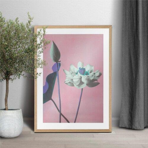 Framed lotus flower art print on pink background