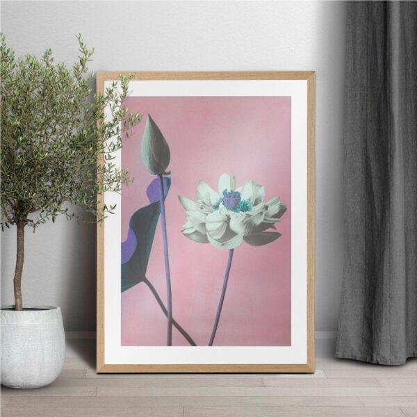 Framed lotus flower art print on pink background