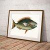 Vintage botanical fish illustration in gold frame